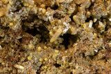 Wulfenite and Mimetite Association - Mexico #372091-1